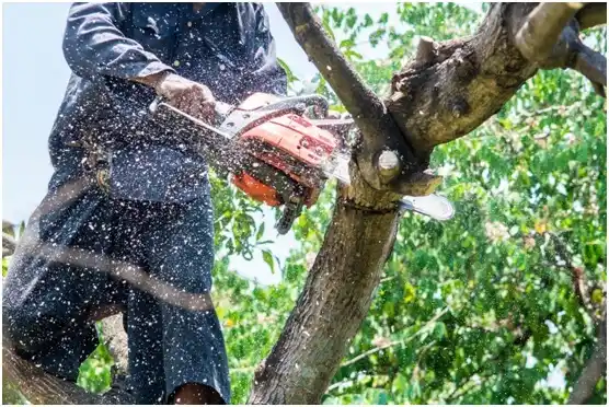 tree services Homeland Park